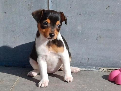 Jack Russell pupjes zoeken een warme thuis, Animaux & Accessoires, Chiens | Jack Russell & Terriers, Plusieurs animaux, Jack Russel Terrier