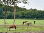 Ruiter gezocht, Dieren en Toebehoren, Hengst