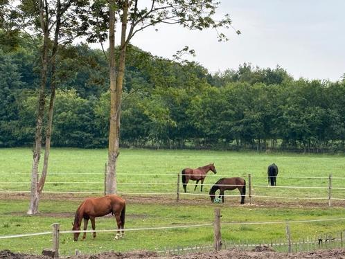 Ruiter gezocht, Dieren en Toebehoren, Paarden en Pony's | Dekhengsten en Fokmerries, Hengst