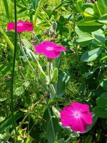 prikneus /Lychnis coronaria, kan goed tegen de droogte  beschikbaar voor biedingen