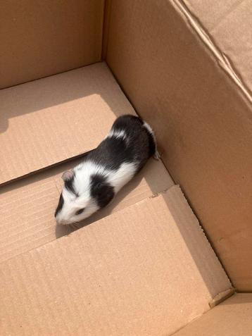 Cavia ( beertje) beschikbaar voor biedingen