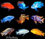 Gezocht: Diverse Mbuna cichliden trio’s (1 man + 2 vrouwen), Dieren en Toebehoren, Vissen | Aquariumvissen