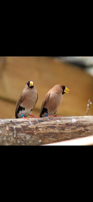 Maskeramandines  beschikbaar voor biedingen