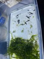 Garnalen en javamos, Dieren en Toebehoren, Kreeft, Krab of Garnaal, Zoetwatervis, Schoolvis