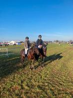 2 gouden pony's, Dieren en Toebehoren, Paarden