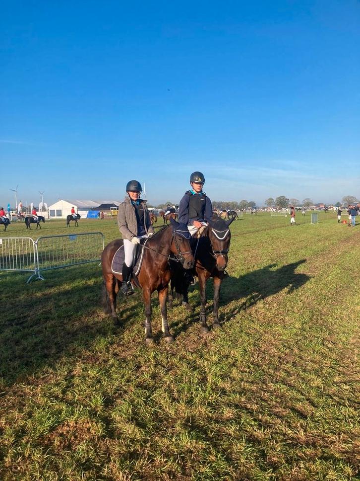 2 gouden pony's, Dieren en Toebehoren, Paarden