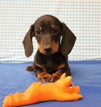 Super mooie Teckel pup!, Dieren en Toebehoren, Honden | Teckels en Dashonden, Standaard, 15 weken tot 1 jaar, Reu, CDV (hondenziekte)