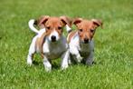 Jack Russell pups te koop, CDV (hondenziekte), Meerdere, 8 tot 15 weken, Meerdere dieren