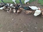 Barberies, Dieren en Toebehoren