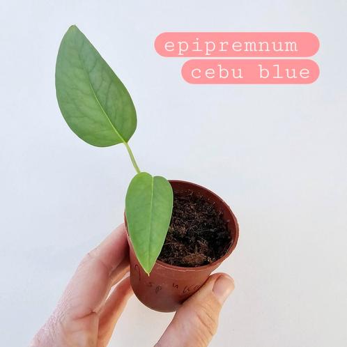 plantjes pothos anthurium alocasia aeschynanthus hoya, Huis en Inrichting, Kamerplanten, Ophalen