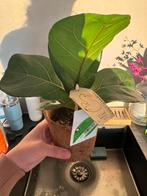 Rubber tree, Huis en Inrichting, Ophalen