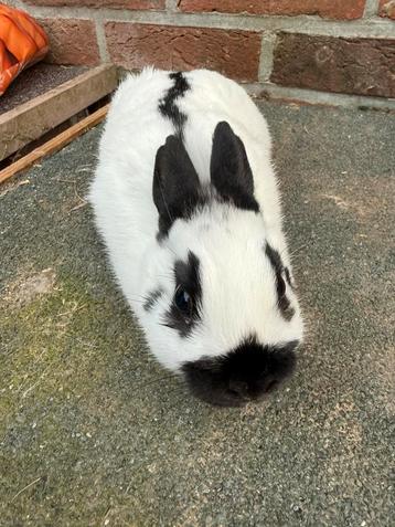Kleurdwerg ram, Mâle, Nain, 0 à 2 ans