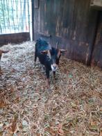 Dwerggeitje mieke, Dieren en Toebehoren