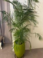 plant met pot, Tuin en Terras, Planten | Tuinplanten, Ophalen