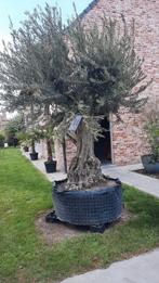 Mega olijfbomen!, Tuin en Terras, Planten | Bomen, Ophalen of Verzenden
