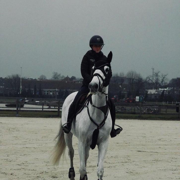 Lieve merrie, Dieren en Toebehoren, Paarden, Merrie, Niet van toepassing, 165 tot 170 cm, 11 jaar of ouder, Springpaard, Met stamboom