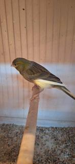 2 kanarie mannen met goede zang te koop, Animaux & Accessoires, Oiseaux | Canaris, Mâle, Canari chanteur