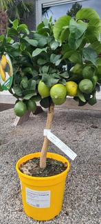 Citrus citroen 4 seizoenen, Ophalen