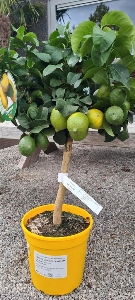 Citrus citroen 4 seizoenen, Tuin en Terras, Planten | Fruitbomen, Ophalen