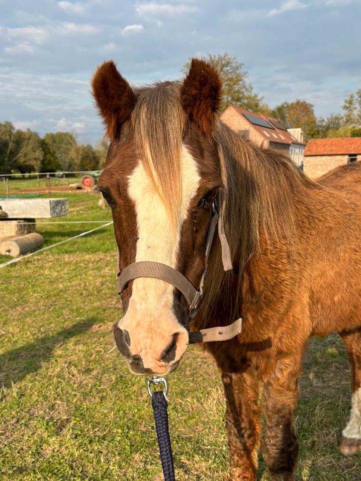 Leuk weidemaatje, Dieren en Toebehoren, Paarden