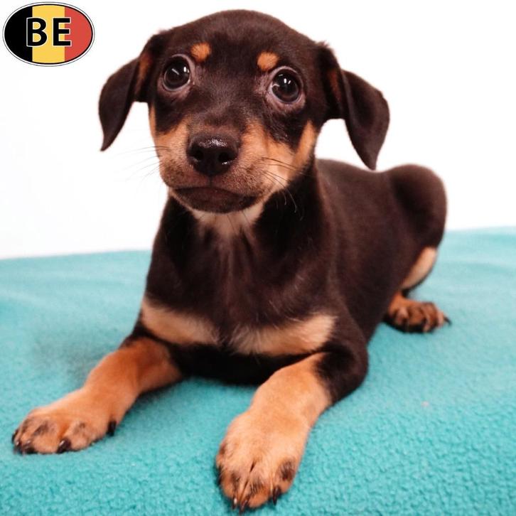 Pinscher (Black and Tan) pups te koop (Belgisch), Dieren en Toebehoren, Honden | Bulldogs, Pinschers en Molossers, Meerdere dieren