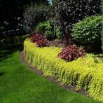 Lysimachia nummeralia of Penningkruid, Tuin en Terras, Ophalen, Vaste plant, Bodembedekkers, Halfschaduw
