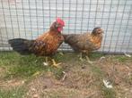 Jonge leghorns kippen, Dieren en Toebehoren