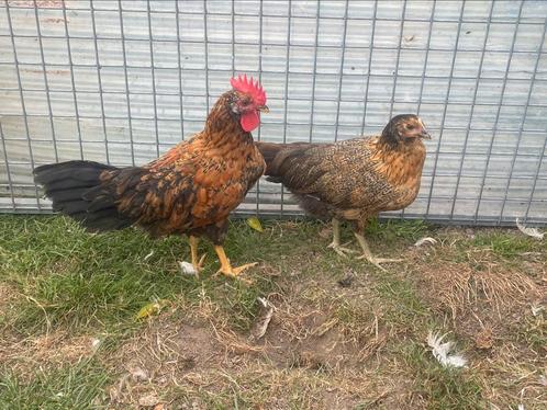 Jonge leghorns kippen, Dieren en Toebehoren, Pluimvee