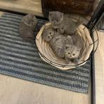 Brits korthaar kittens met stamboom, Dieren en Toebehoren, Katten en Kittens | Raskatten | Korthaar, Meerdere dieren, Gechipt