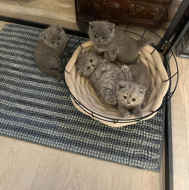 Brits korthaar kittens met stamboom, Dieren en Toebehoren, Katten en Kittens | Raskatten | Korthaar, Meerdere dieren, 0 tot 2 jaar