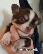 Prachtige lang en kortharige chihuahua pups., Dieren en Toebehoren, Honden | Chihuahua's en Gezelschapshonden, België, Fokker | Hobbymatig