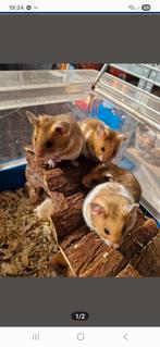 Goudhamsters, Dieren en Toebehoren, Januari, Hamster, Tam