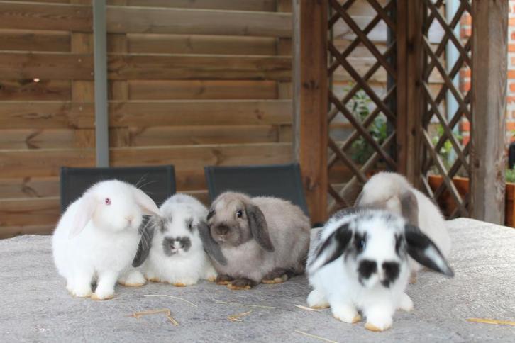 konijn, Dieren en Toebehoren, Konijnen, Klein, Meerdere dieren, Hangoor