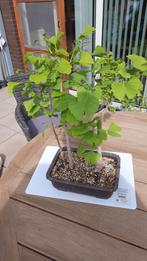 ginkgo biloba bonsai, Jardin & Terrasse, Automne, Enlèvement, Ombre partielle