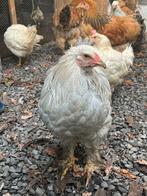 Brahma, Mâle, Poule ou poulet