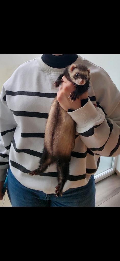 Gestereliseerd en zindelijk fretje, Dieren en Toebehoren, Overige Dieren, Vrouwelijk, Juni