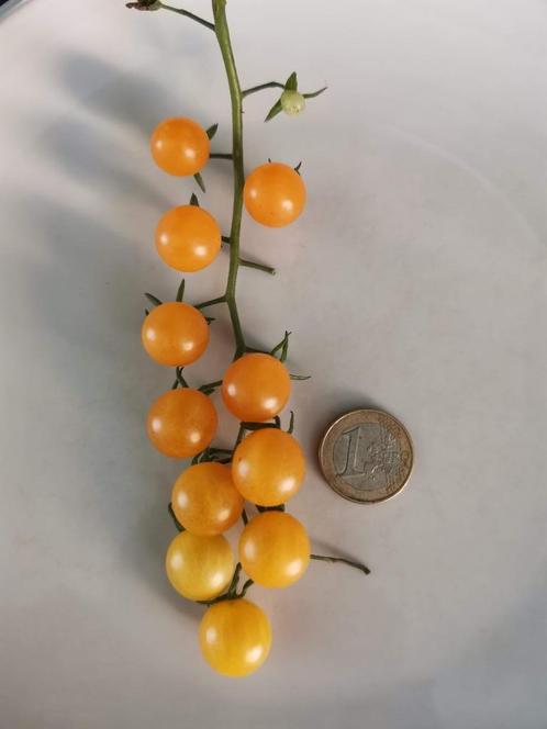 5 graines de tomates groseilles à maquereau - pour dehors, Jardin & Terrasse, Bulbes & Semences, Graine, Printemps, Plein soleil