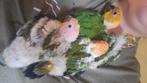 Conure soleil  et jandaya, Dieren en Toebehoren, Vogels | Parkieten en Papegaaien