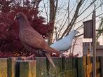 Choco duivin te ruilen, Animaux & Accessoires, Oiseaux | Pigeons