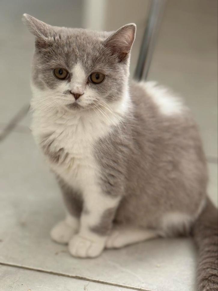 Brits korthaar, Dieren en Toebehoren, Katten en Kittens | Dekkaters