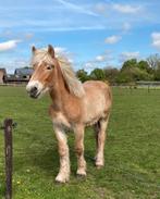 Prachtig Belgisch trekpaard hengst jaarling, Animaux & Accessoires, Chevaux, Cheval d'attelage, Étalon, Ne s'applique pas, Vermifugé