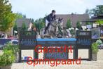 GEZOCHT: Braaf springpaard, Dieren en Toebehoren, Paarden, Springpaard