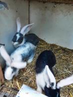 Jonge duitse reuzen, Dieren en Toebehoren