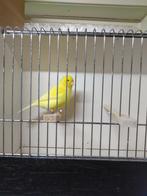 kanarie, Mâle, Canari de couleur