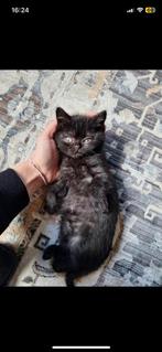 Chat britannique à poil court, Dieren en Toebehoren, Katten en Kittens | Raskatten | Korthaar, 0 tot 2 jaar, Poes