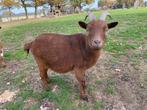 Leuk bokje, Dieren en Toebehoren, Schapen, Geiten en Varkens, Mannelijk, Geit, 0 tot 2 jaar