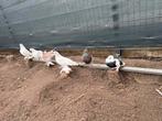 Albanese duiven, 6 stuks 80€, Dieren en Toebehoren, Vogels | Duiven