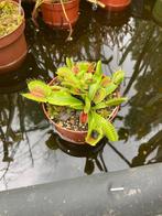 Dionaea muscipula - Venus vliegenval - vleesetende plant, Overige soorten, Volle zon, Vaste plant, Ophalen of Verzenden