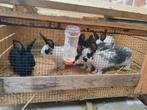 6 Jeune Lapin papillon, Mannelijk