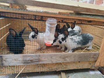 6 Jeune Lapin papillon, Mâle